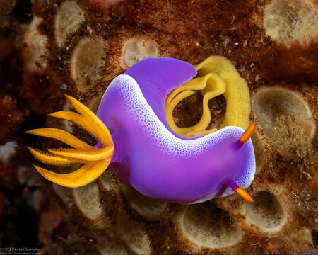 Hypselodoris apolegma (Robe Hem Hypselodoris)
