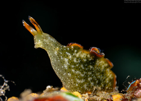 Elysia ornata (Ornate Sapsucking Slug)