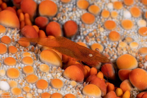 Zenopontonia soror (Sea Star Shrimp)