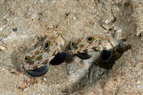 Signigobius biocellatus (Signal Goby)
