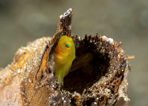 Lubricogobius exiguus (Ornate Goby)