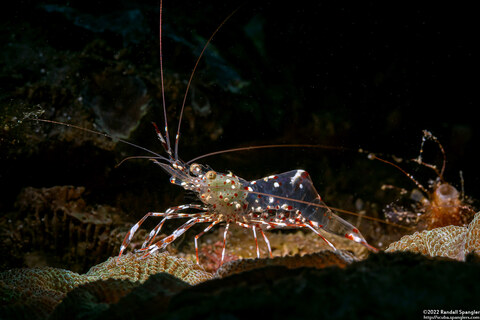 Urocaridella antonbruunii (Clear Cleaner Shrimp)