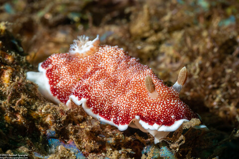 Chromodoris reticulata (Reticulated Chromodoris)