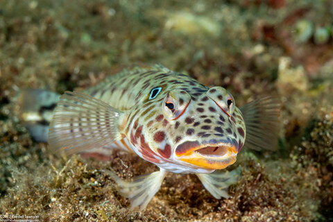 Parapercis clathrata (Latticed Sandperch)