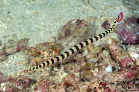Dunckerocampus dactyliophorus (Ringed Pipefish)