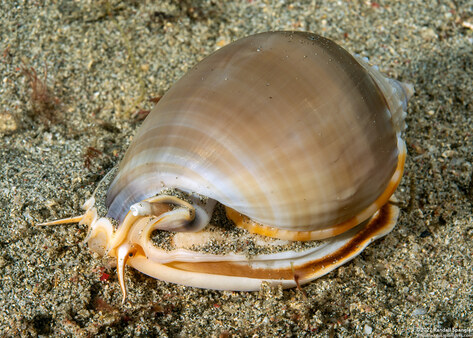 Phalium glaucum (Grey Bonnet)