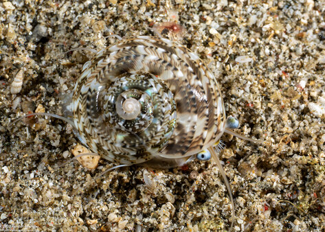 Ethalia guamensis (Guam Button Top Shell)