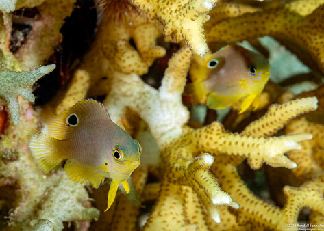 Pomacentrus amboinensis (Ambon Damsel)