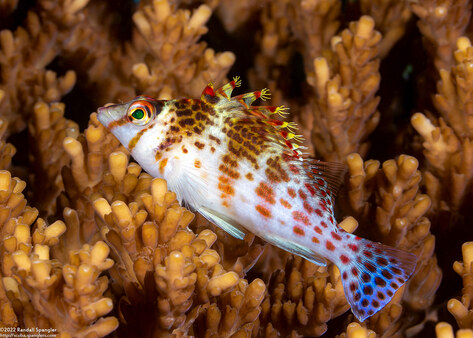 Cirrhitichthys falco (Dwarf Hawkfish)