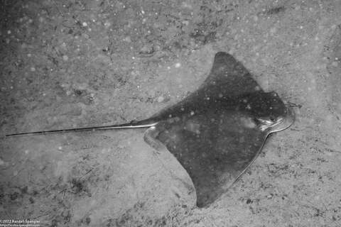 Myliobatis californica (Bat Ray)