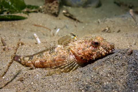 Artedius corallinus (Coralline Sculpin)