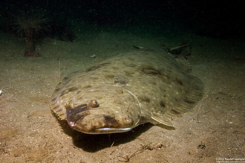 Paralichthys californicus (California Halibut)