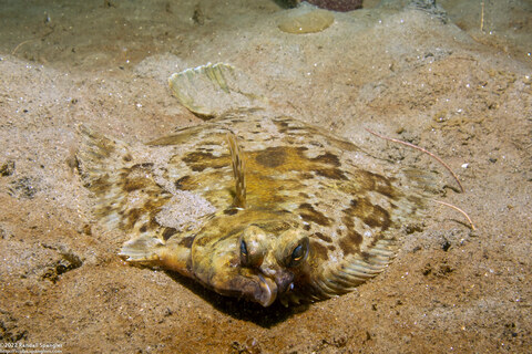Pleuronichthys coenosus (C-O Sole)