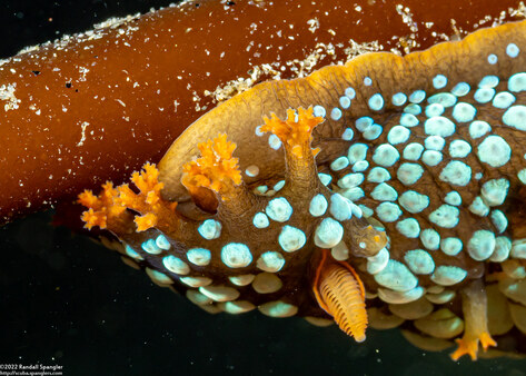 Triopha maculata (Spotted Triopha)