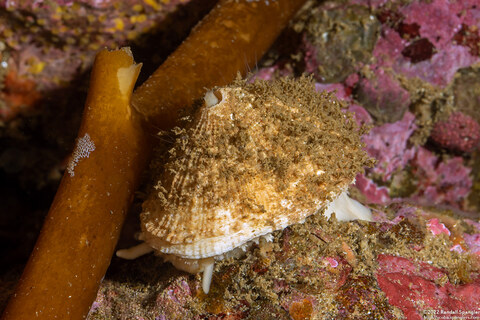 Diodora aspera (Keyhole Limpet)