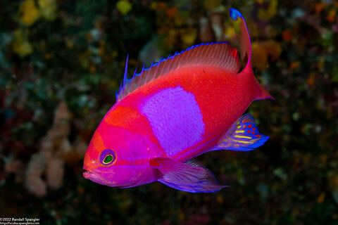 Pseudanthias pleurotaenia (Squarespot Anthias)