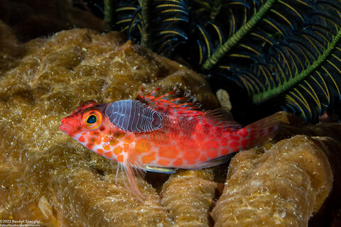 Anilocra sp.1 (Parasitic Isopod); Parasitic copepod on hawkfish