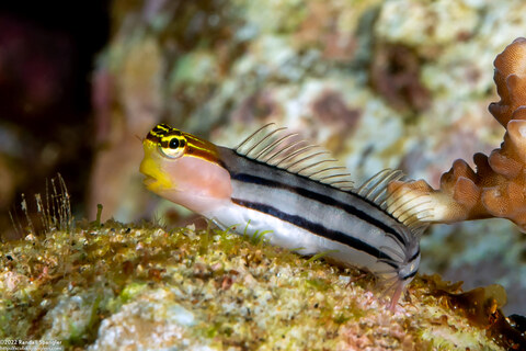 Ecsenius bathi (Bath's Coralblenny)