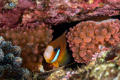 Amphiprion clarkii (Clark's Anemonefish)