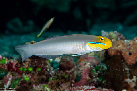 Valenciennea strigata (Bluestreak Goby)