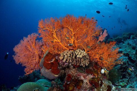 Melithaea sp.1 (Melithaea sp.1)