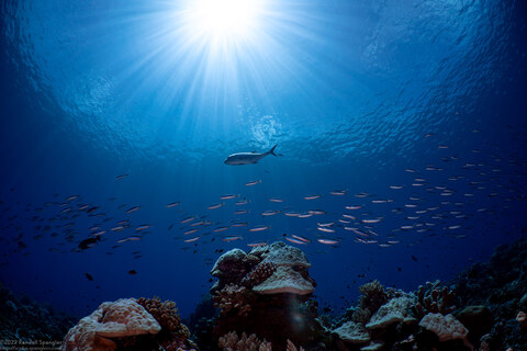Caranx ignobilis (Giant Trevally)