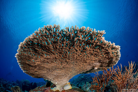 Acropora cytherea (Table Coral)