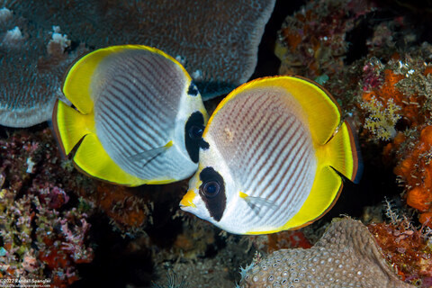 Chaetodon adiergastos (Panda Butterflyfish)