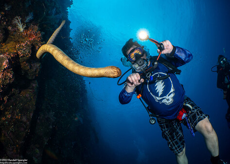 Laticauda semifasciata (Chinese Sea Snake)