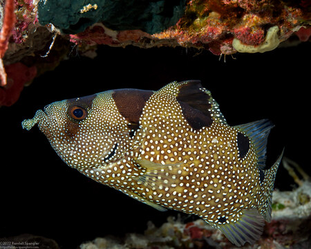 Pogonoperca punctata (Spotted Soapfish)