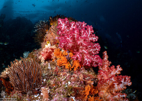 Dendronephthya sp.1 (Dendronephthya)