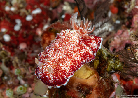 Chromodoris reticulata (Reticulated Chromodoris)