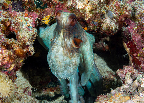 Octopus cyanea (Day Octopus)