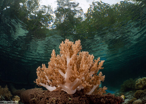 Litophyton arboreum (Litophyton Arboreum)