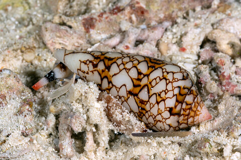 Conus textile (Textile Cone)