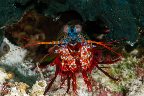 Odontodactylus scyllarus (Peacock Mantis Shrimp)
