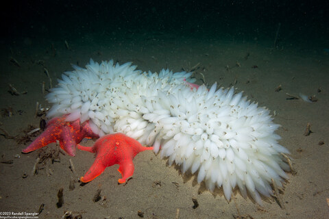 Doryteuthis opalescens (Market Squid)