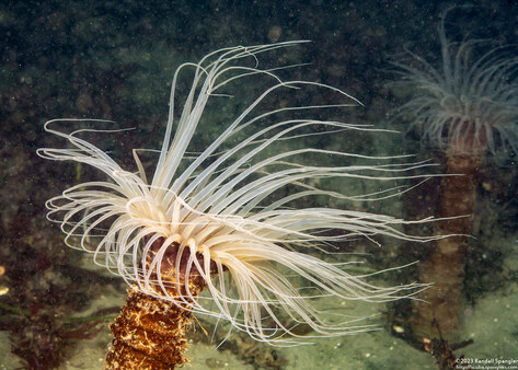 Pachycerianthus fimbriatus (Tube-Dwelling Anemone)