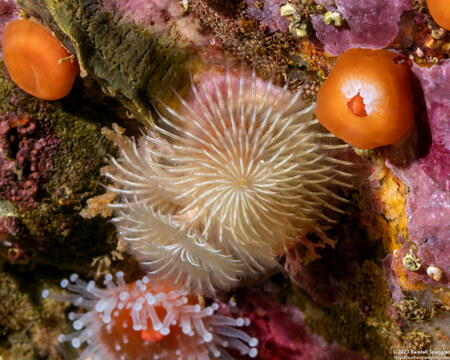 Spirobranchus spinosus (Christmas Tree Worm)