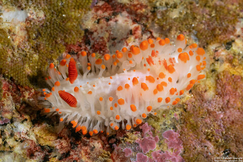 Limacia cockerelli (Cockerell's Dorid)
