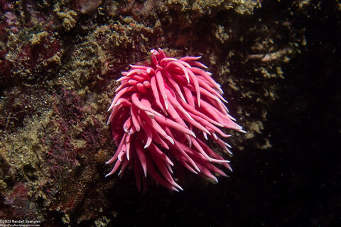 Okenia rosacea (Hopkins' Rose Nudibranch)
