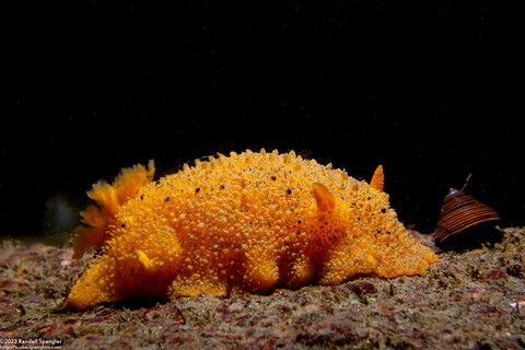 Doris montereyensis (Monterey Dorid)