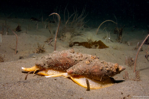 Megasurcula carpenteriana (Carpenter's Turrid)