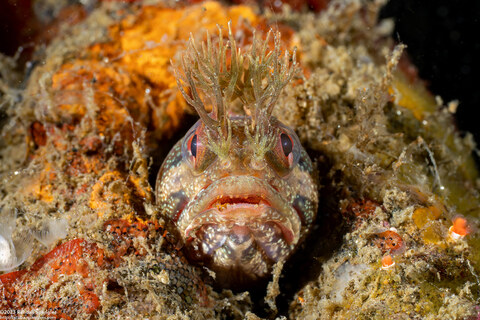 Neoclinus stephensae (Yellowfin Fringehead)