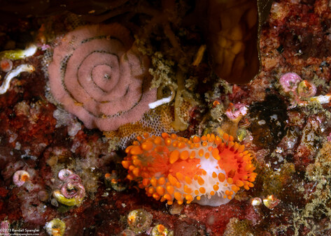 Limacia cockerelli (Cockerell's Dorid)
