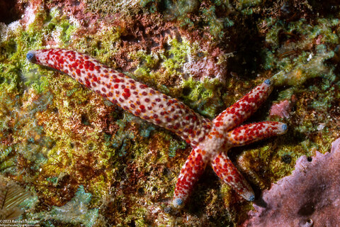 Linckia multifora (Multipore Sea Star)