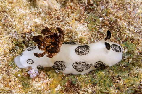 Jorunna funebris (Mourning Jorunna)