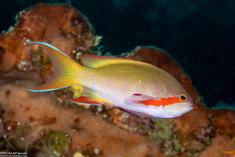 Pseudanthias huchtii (Threadfin Anthias)