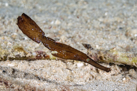 Solenostomus cyanopterus (Robust Ghost Pipefish)