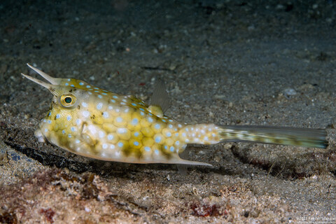 Lactoria cornuta (Longhorn Cowfish)